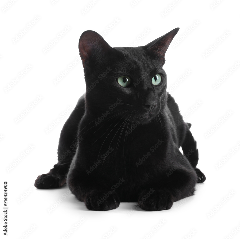 Adorable black cat with green eyes on white background. Lovely pet Adorable black cat with green eyes on white background. Lovely pet
