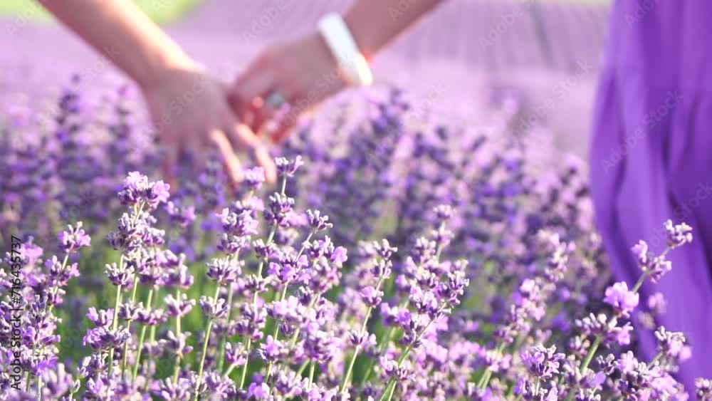 Lavender, field, walking - Two lady in violet dress, traverse purple blossoms, vast open space, daylight, nature beauty. Mother and daughter hand-in-hand move amidst purple flora, expansive rural area Lavender, field, walking - Two lady in violet dress, traverse purple blossoms, vast open space, daylight, nature beauty. Mother and daughter hand-in-hand move amidst purple flora, expansive rural area