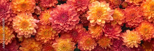  Chrysanthemum Flowers Close Beautiful Autumn, Banner Image For Website, Background, Desktop Wallpaper © Pic Hub