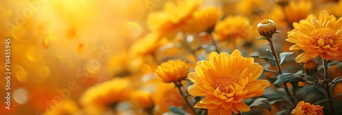  Chrysanthemum Flowers Close Beautiful Autumn, Banner Image For Website, Background, Desktop Wallpaper