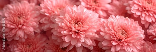  Close Photo Bouquet Pink Chrysanthemums Beautiful, Banner Image For Website, Background, Desktop Wallpaper