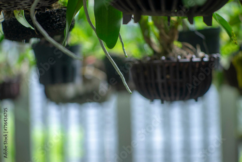 Close-up of water drops on leaf,Close-up of hand holding leaf,Cropped hand of man holding autumn leaves in forestFallen leaves on the road also make many people feel sad, photo