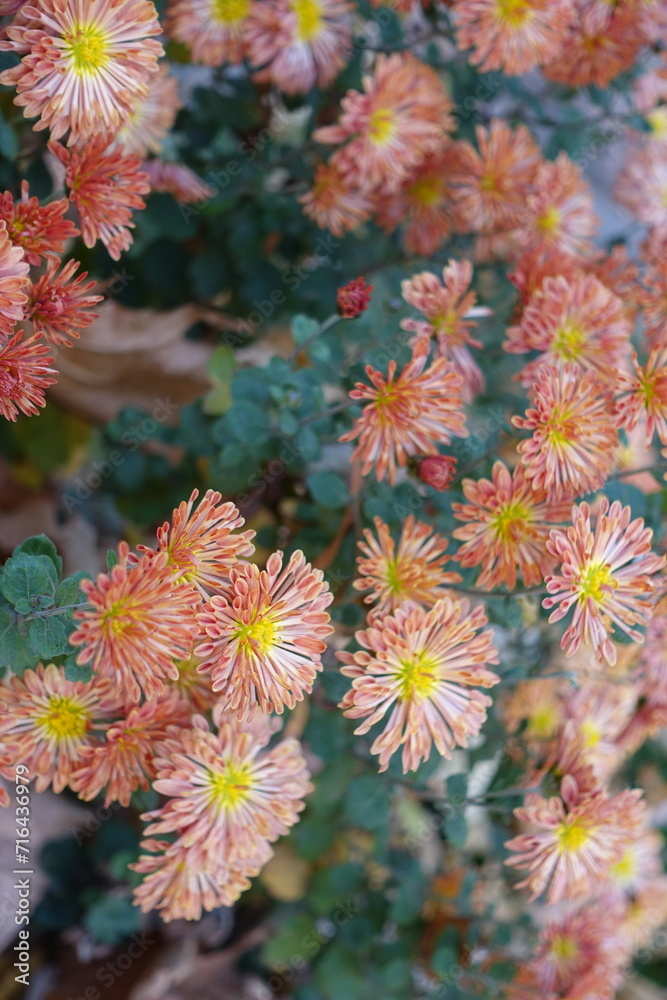 A ton of pastel orange flowers of spoon Chrysanthemums in October A ton of pastel orange flowers of spoon Chrysanthemums in October
