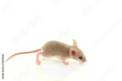 young Shrew Mouse in Studio