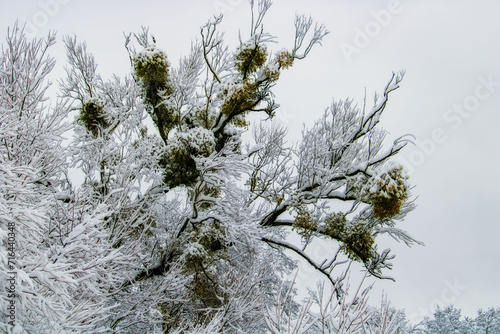 snow covered pine tree branches