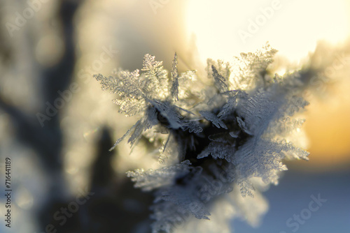 frost close-up at dawn