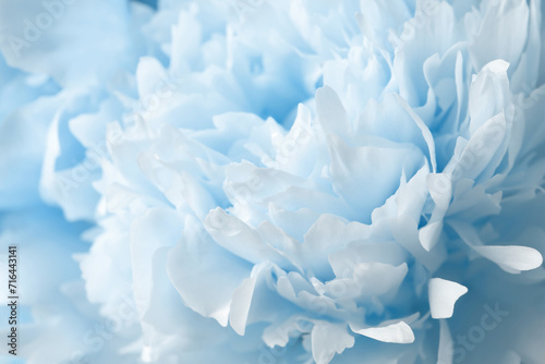 Fototapeta Naklejka Na Ścianę i Meble -  Beautiful light blue peony as background, closeup view