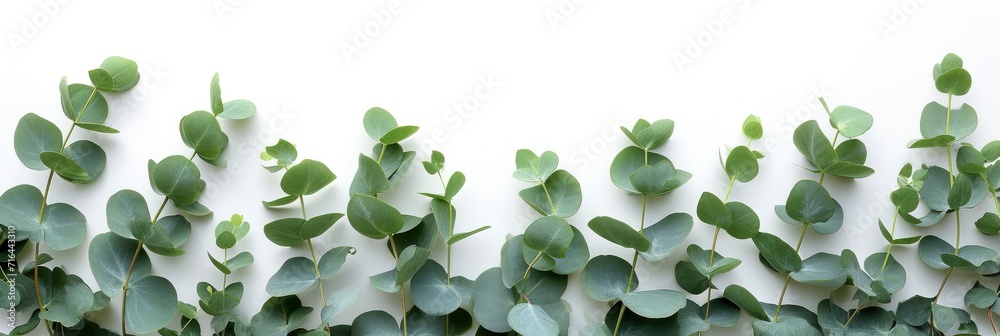  Green Leaves Eucalyptus On White, Banner Image For Website, Background, Desktop Wallpaper