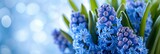  Hyacint Spring Flower Mothers Day Concept, Banner Image For Website, Background, Desktop Wallpaper