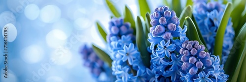  Hyacint Spring Flower Mothers Day Concept, Banner Image For Website, Background, Desktop Wallpaper photo