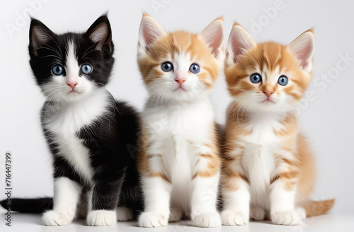 Many small kittens on a white background. © OLGA RA