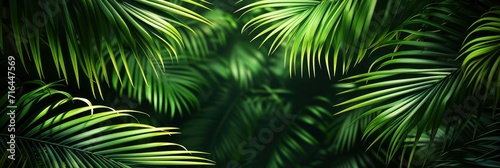  Palm Leaves Dark Green Background Nature, Banner Image For Website, Background, Desktop Wallpaper © Pic Hub