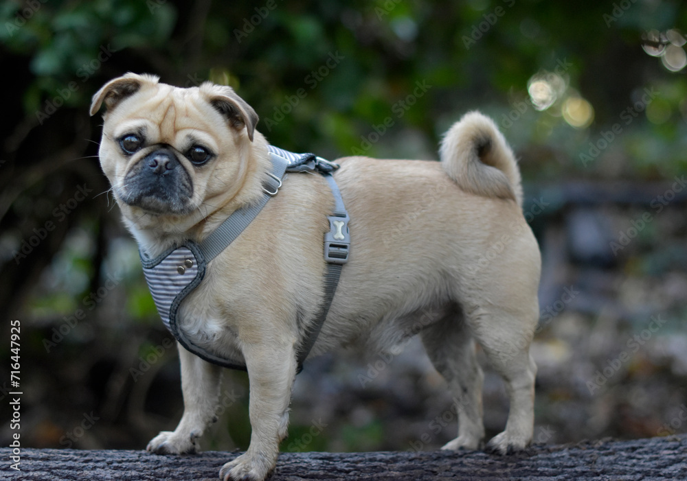 Portrait of a cute pug mix posing on a log in a green park