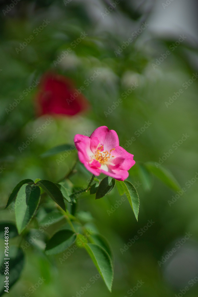 The Rosa canina blooms from June to July, with sweet-scented flowers that are usually pale pink, but can vary between a deep pink and white. Rosa canina are 4–6 centimetres (1.6–2.4 in) in diameter 