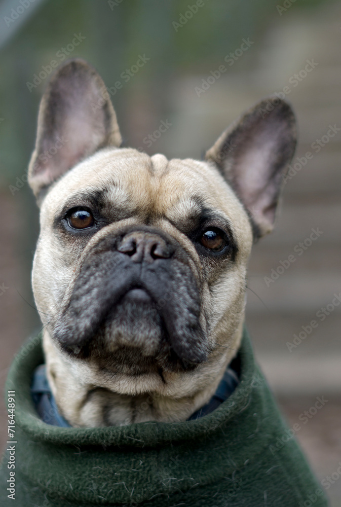 A cream French Bulldog closeup portrait