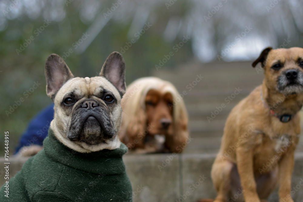 Obraz premium A group of well behaved dog friends of various breed and size are socializing together during their dog walking session, Pet sitting, Dog walking, Day Care