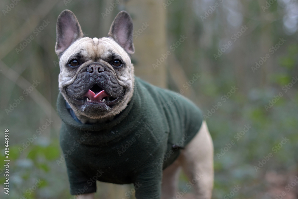 Fototapeta premium French Bulldog wearing a green fleece smiling and posing