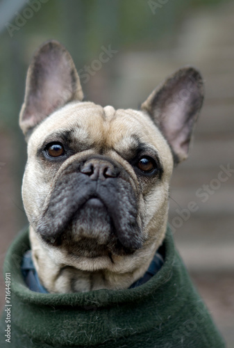 A cream French Bulldog closeup portrait © Adrienn