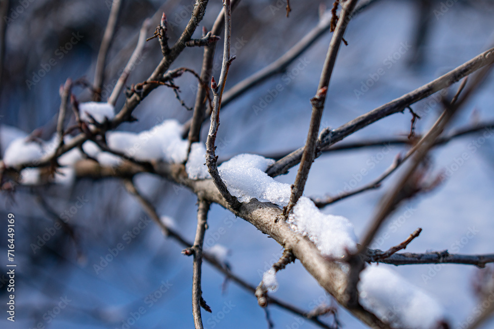 A tree branch in the snow. Natural A tree branch in the snow. Natural
