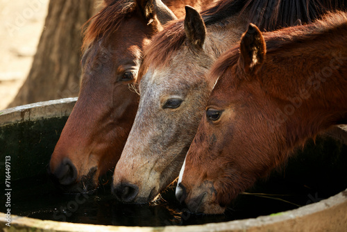 three horses drinkig water in farm water pool photo