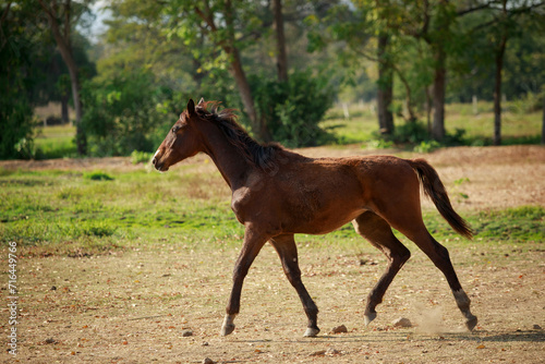 full body of female horse running on dusty field farm