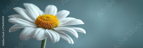  Soft Focus White Chamomile Flower Gray  Banner Image For Website  Background  Desktop Wallpaper