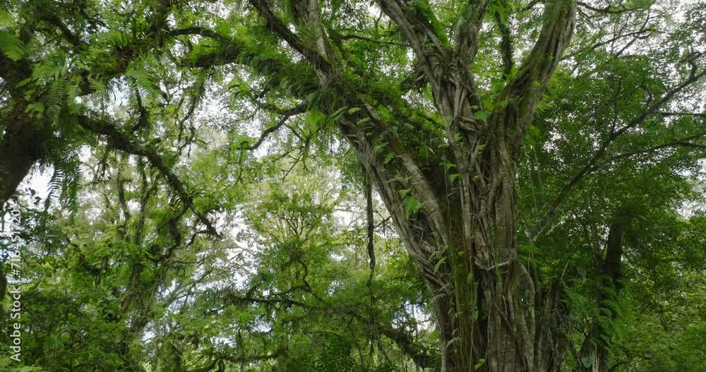 Big intertwined tree trunk in Tropical forest. Big intertwined tree trunk in Tropical forest.