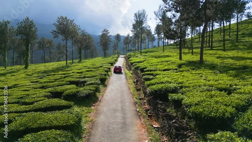 Aerial view of tea plantation, Wayanad, India