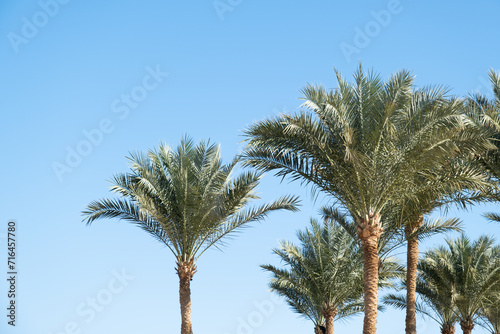 palm trees on the background on sky background