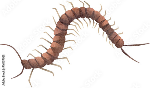 watercolor insect centipede