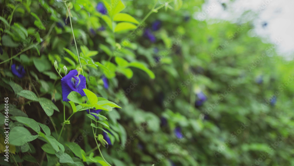 Close-up of purple flower blooming outdoors,Clitoria ternatea (kembang telang),Full frame shot of purple flowering plant Close-up of purple flower blooming outdoors,Clitoria ternatea (kembang telang),Full frame shot of purple flowering plant
