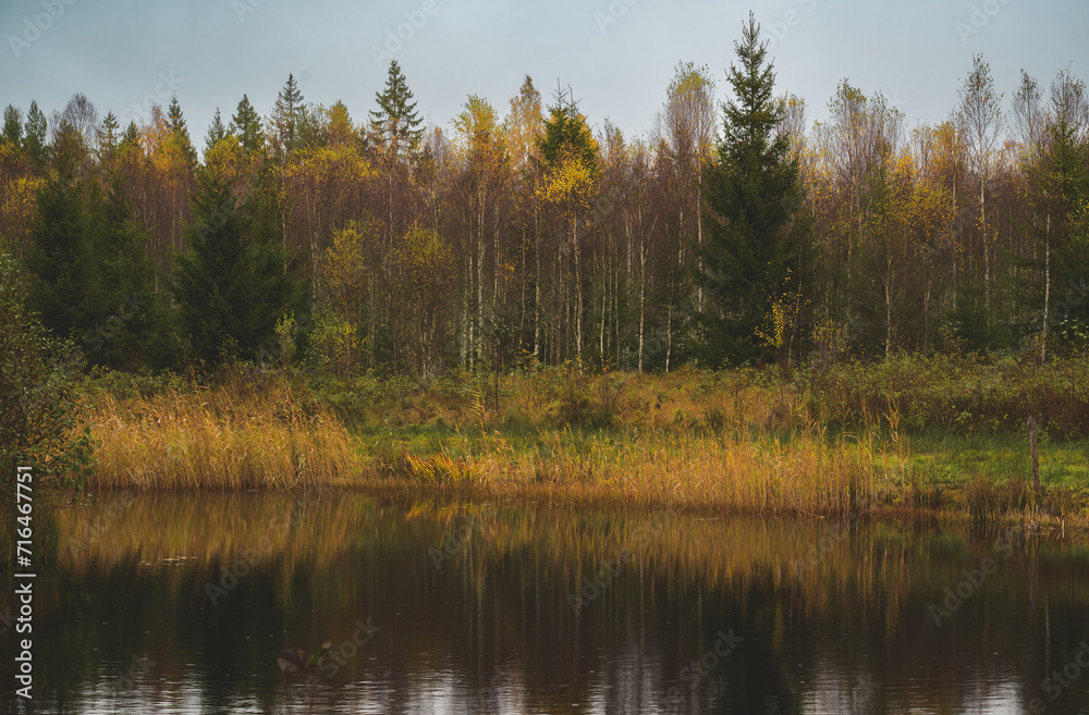 Obraz premium autumn in the forest