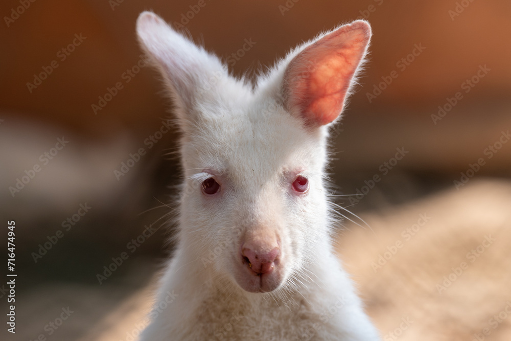 The white kangaroo in the Zoo cage. Kangaroos are four marsupials from the family Macropodidae.