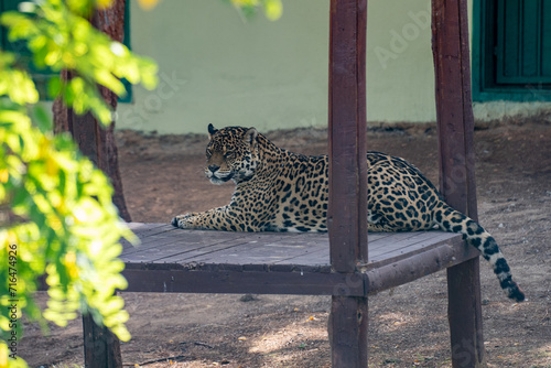 The jaguar in the zoo cage. The jaguar (Panthera onca) is a large cat species and the only living member of the genus Panthera native to the Americas.
