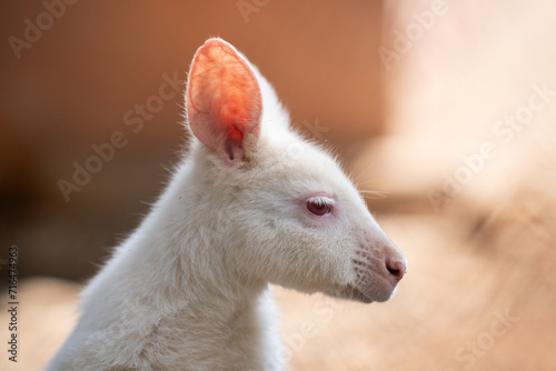 The white kangaroo in the Zoo cage. Kangaroos are four marsupials from the family Macropodidae.