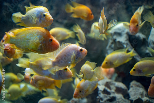 The amphilophus citrinellus (Midas cichlid) fish in the Zoo aquarium. Amphilophus citrinellus is a large cichlid fish endemic.
