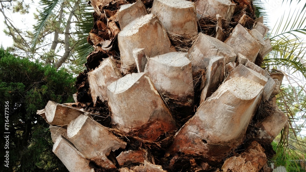 pile of firewood