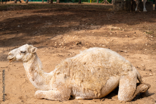 The camel in the cage at zoo. A camel is an even-toed ungulate in the genus Camelus that bears distinctive fatty deposits known as "humps" on its back.