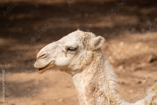 The camel in the cage at zoo. A camel is an even-toed ungulate in the genus Camelus that bears distinctive fatty deposits known as  humps  on its back.