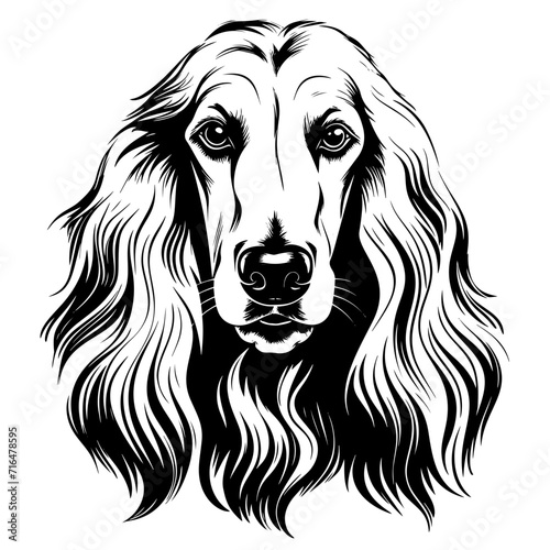 Afghan hound dog
