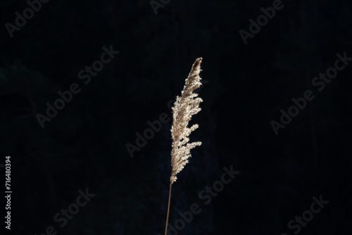 dry spikelet of grass in the bright sun. selective focus . High quality photo