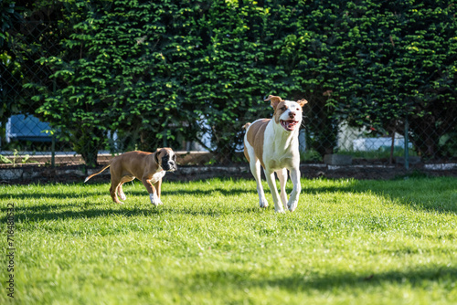 German Boxer dog and a mix dog playing together on the green grass in the garden