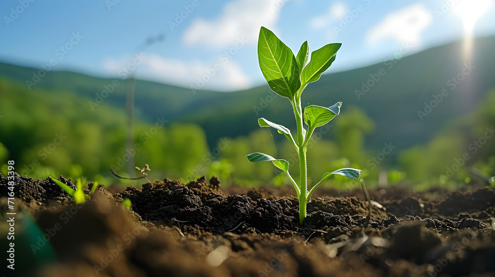 Young Green Plant in Sunlit Soil Young Green Plant in Sunlit Soil