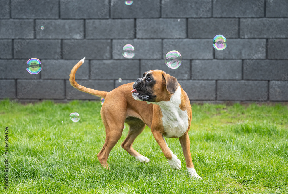 8 months young purebred golden german boxer dog puppy jumping catching soap bubbles