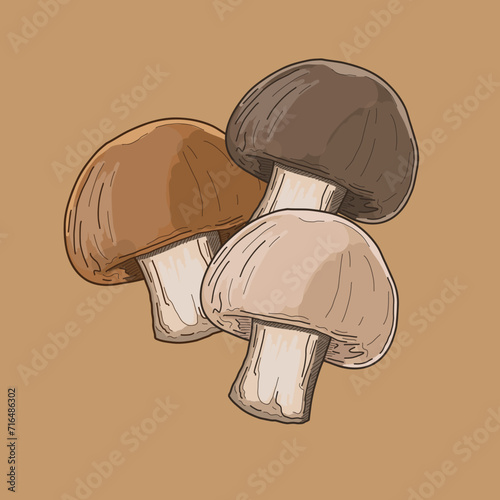 mushroom illustration