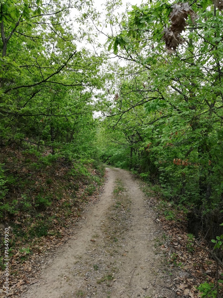 path in the woods