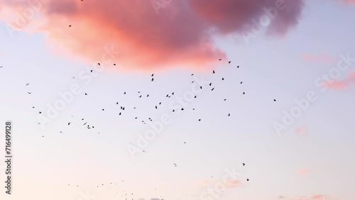 A flock of birds flying at sunset.