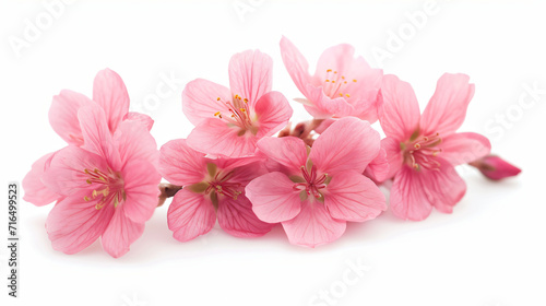 Pink spring flowers isolated on white background