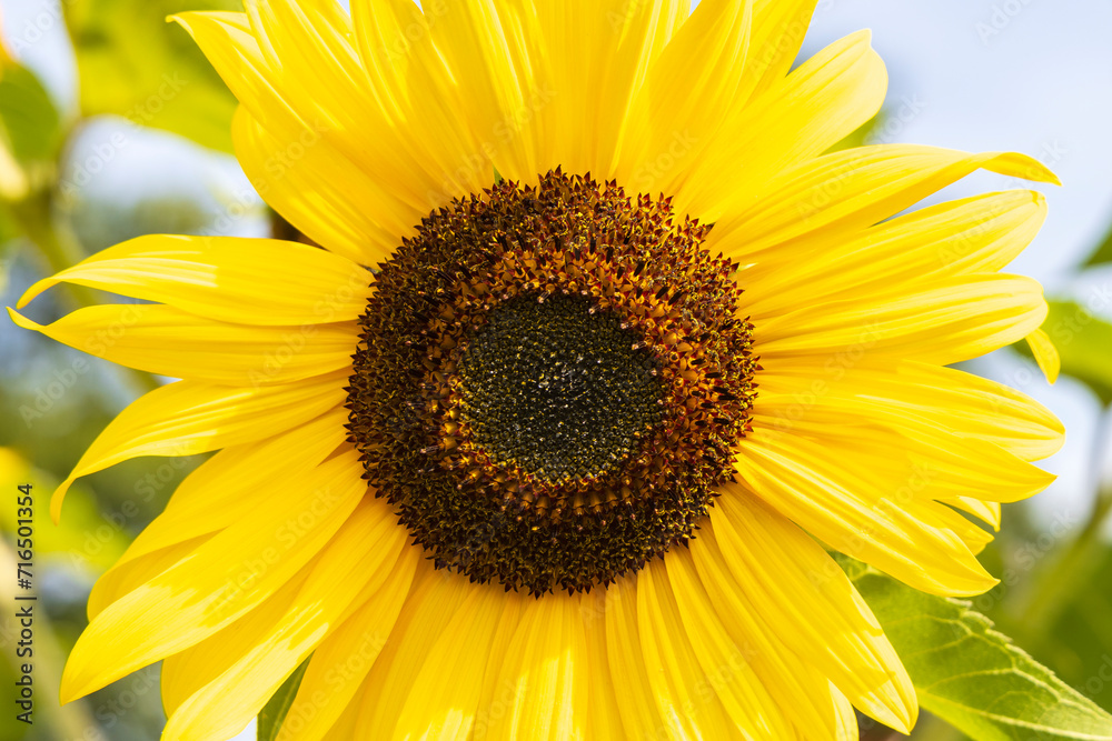 Background with beautiful blooming sunflowers in front of blue sky in The Netherlands Background with beautiful blooming sunflowers in front of blue sky in The Netherlands