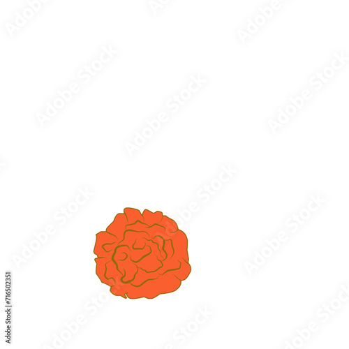 Marigold Flower Blossom 
